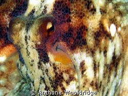 Octopus taken at Gasmic Reef, in Port Elizabeth. ISO100 F... by Anthony Wooldridge 
